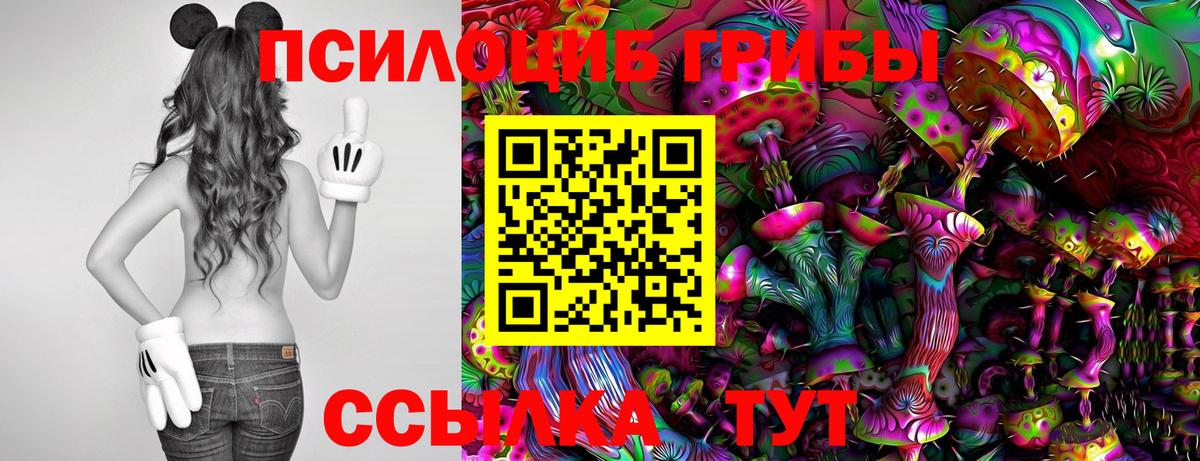 Галлюциногенные грибы Psilocybe Новокубанск